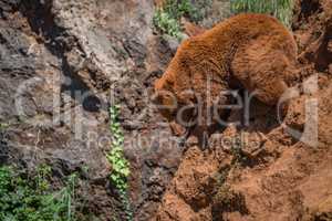 Brown bear perched on steep red rock