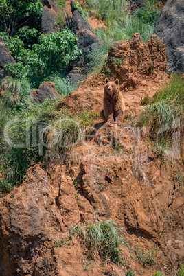 Brown bear sitting on red rocky outcrop