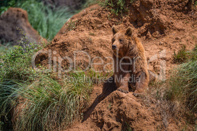 Brown bear sits on red rocky outcrop