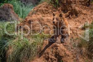 Brown bear sits on red rocky outcrop