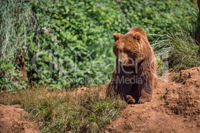 Brown bear sits on rock in undergrowth