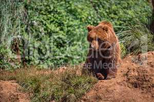 Brown bear sits on rock in undergrowth