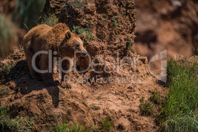 Brown bear stands on steep rocky outcrop
