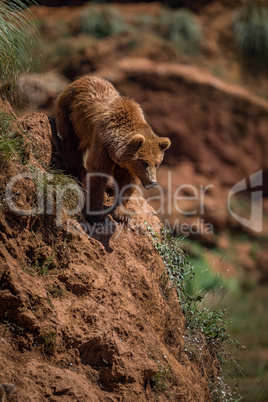 Brown bear at top of steep rock