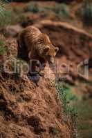 Brown bear at top of steep rock