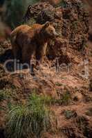 Brown bear stands on red rocky outcrop
