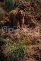 Brown bear standing on red rocky outcrop