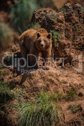 Brown bear standing on steep rocky outcrop