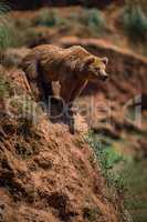 Brown bear leaning out over rocky cliff