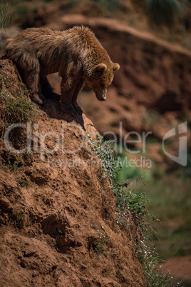 Brown bear looks down red rocky slope
