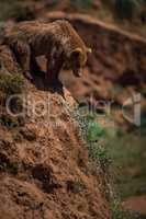 Brown bear looks down red rocky slope