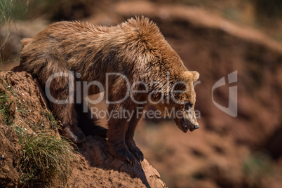 Brown bear looks down steep rocky slope