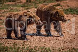 Two brown bears walk across rocky ground