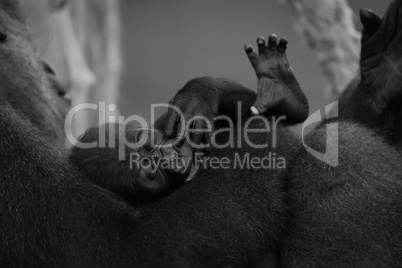 Mono baby gorilla in arms of mother