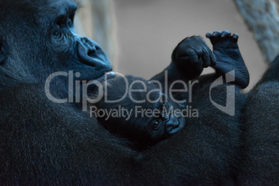 Baby gorilla in arms of watching mother