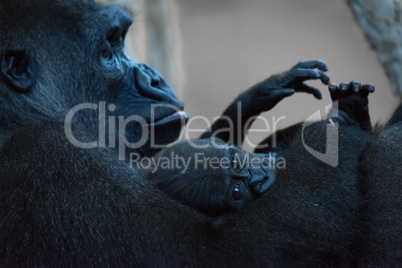 Gorilla baby in arms of watching mother