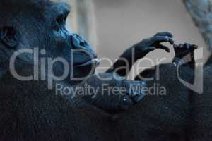 Gorilla baby in arms of watching mother