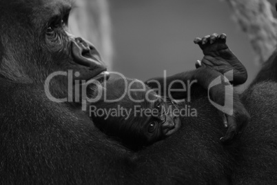 Mono baby gorilla in lap of mother