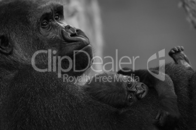 Mono gorilla baby on arm of mother