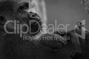 Mono gorilla baby on arm of mother