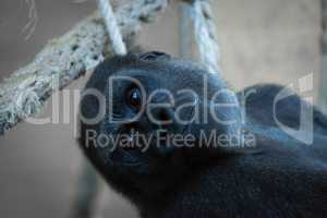 Close-up of gorilla head in rope hammock