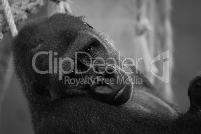 Mono close-up of gorilla head in hammock