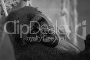 Mono close-up of gorilla head in hammock
