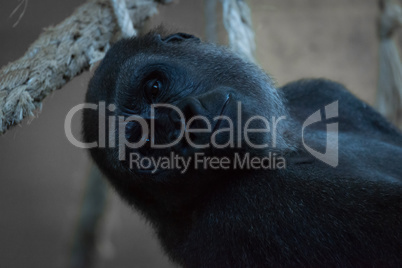 Close-up of gorilla lying back in hammock