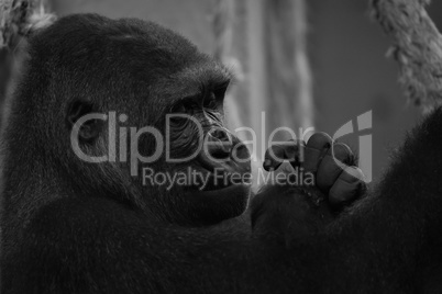 Mono close-up of gorilla head and hands