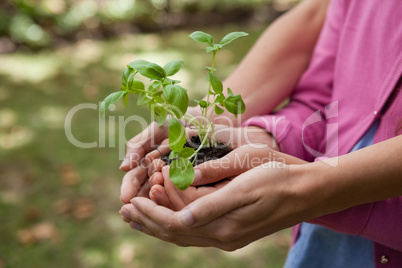 Midsection of woman and daughter holding seedling in cupped hands