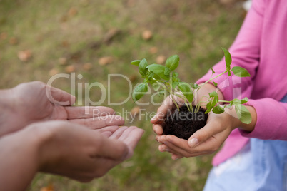 Girl giving seedling to cropped cupped hands of mother