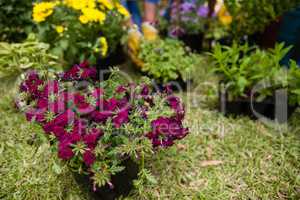 High angle view of magenta flowers