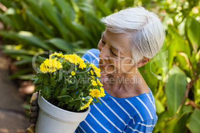 High angle view of smiling senior woman smelling yellow flowers