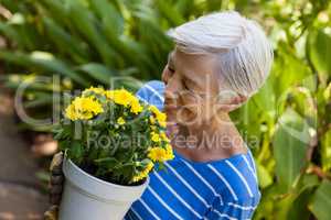 High angle view of smiling senior woman smelling yellow flowers