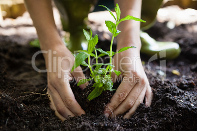 Cropped hands of woman planting seedling on dirt