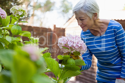 Senior woman smelling pink hydrangea bunch