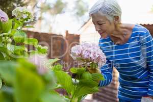 Senior woman smelling pink hydrangea bunch