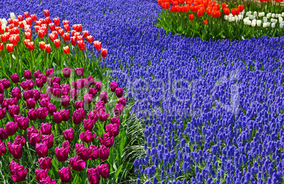 Colorful flowers with tulips in the garden