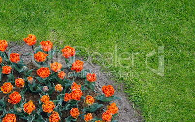 Orange flowers in the garden with green grass