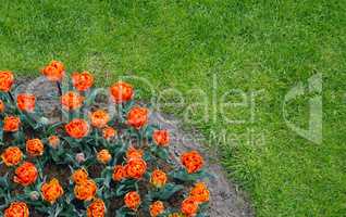 Orange flowers in the garden with green grass