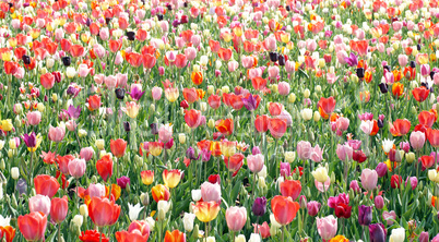 Tulips in the Garden - beautiful flower background