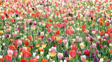 Tulips in the Garden - beautiful flower background
