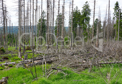 Waldsterben - tote Bäume im Wald
