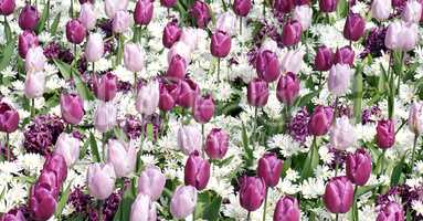 Colorful pink and purple tulips in the garden