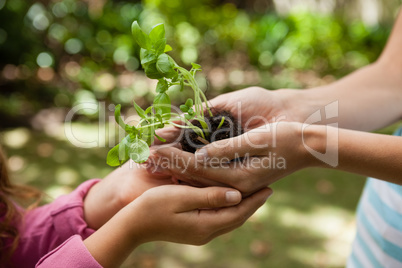 Cropped cupped hands of mother giving seedling to girl