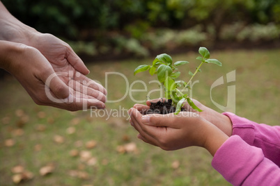 Cropped cupped hands of mother with girl holding seedling
