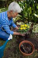 High angle view of senior woman planting yellow flowers