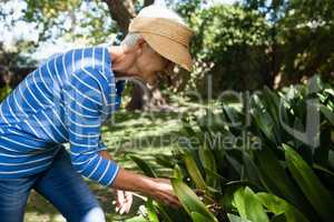 Side view of smiling senior woman looking at plants