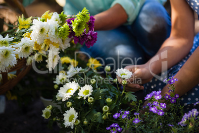 Cropped image of granddaughter and grandmother plucking flowers