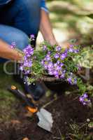 Low section of senior woman planting purple flowers in soil